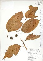 大冇榕、稜果榕藏品圖，第1張