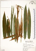 莎勒竹藏品圖，第1張