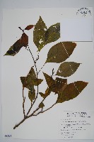 多子漿果莧藏品圖，第1張