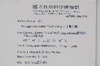 多子漿果莧藏品圖，第2張