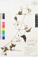 串鼻龍藏品圖，第1張