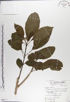 青脆枝藏品圖，第1張