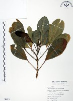 假三腳虌藏品圖，第1張