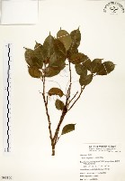 白榕、垂榕藏品圖，第1張