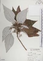 蘭嶼水絲麻藏品圖，第1張