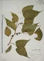 小桑樹藏品圖，第1張