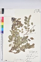 紅仔珠藏品圖，第1張