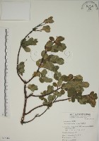 南嶺蕘花藏品圖，第1張