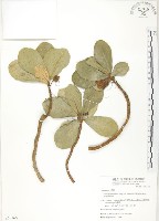 鵝鑾鼻蔓榕藏品圖，第1張