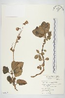 蘭嶼木耳菜藏品圖，第1張