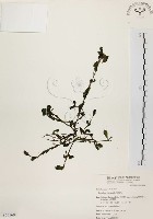 馬齒莧藏品圖，第1張