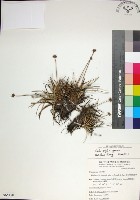 乾溝飄拂草藏品圖，第1張