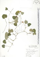 苞花蔓藏品圖，第1張