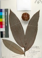 毛柿藏品圖，第1張