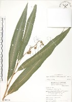 呂宋月桃藏品圖，第1張