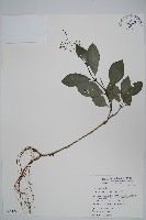 針刺草藏品圖，第1張