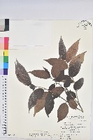 披針葉饅頭果藏品圖，第1張