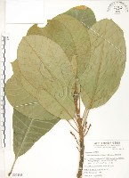 蘭嶼山欖, 大葉樹青藏品圖，第1張