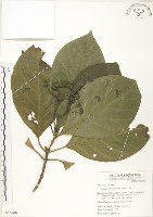 錫蘭玉心花藏品圖，第1張