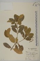 交趾衛矛藏品圖，第1張