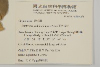 交趾衛矛藏品圖，第2張