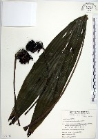 船子草、船仔草藏品圖，第1張