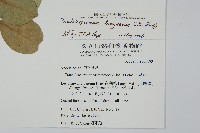 蘭嶼絡石藏品圖，第2張