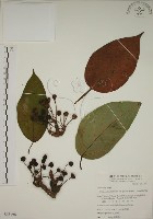 幹花榕藏品圖，第1張