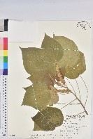 紅頭鐵莧、蘭嶼鐵莧藏品圖，第1張