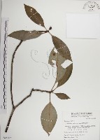 蘭嶼九節木藏品圖，第1張