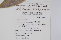 臺東漆樹藏品圖，第2張