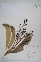 臺東漆樹藏品圖，第3張