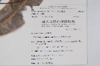 臺東漆樹藏品圖，第4張