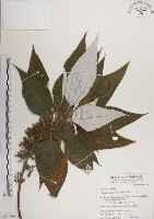 蘭嶼水絲麻藏品圖，第1張