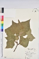 野桐藏品圖，第1張