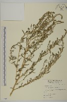 地膚、掃手草藏品圖，第1張
