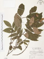 杜鵑桑寄生藏品圖，第1張