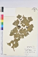 烏臼藏品圖，第1張