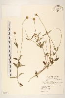 長柄菊藏品圖，第1張