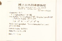 長柄菊藏品圖，第2張