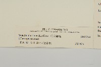 裸花鹼蓬藏品圖，第3張