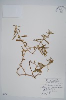 蓮子草藏品圖，第1張