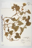 天茄兒藏品圖，第1張