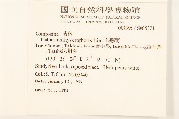 銀膠菊藏品圖，第2張