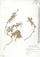 裂葉月見草藏品圖，第1張