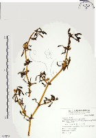 海馬齒藏品圖，第1張