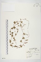 野牽牛藏品圖，第1張