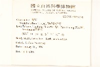 雙花蟛蜞菊藏品圖，第2張