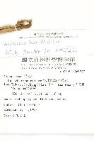 伽藍菜、倒吊蓮藏品圖，第2張