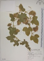 毛西番蓮藏品圖，第1張